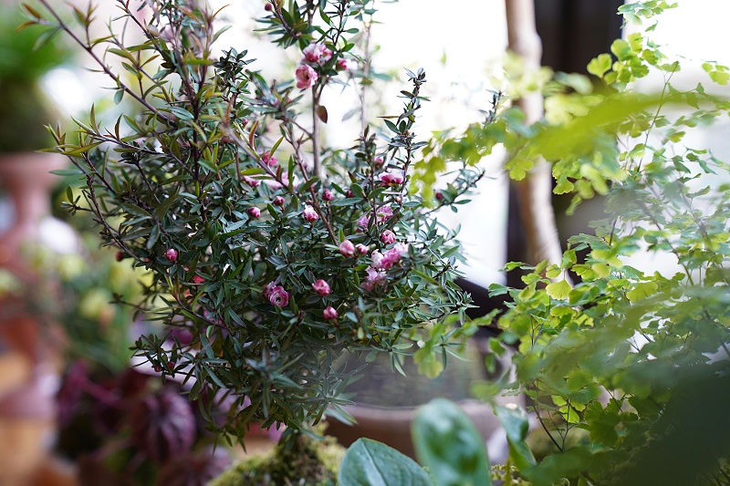 女神节